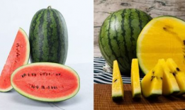 蔡金发的瓜吃瓜网,蔡金发带你领略网络八卦的魅力