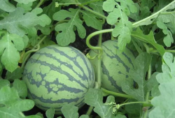 吃瓜爆爆网,揭秘娱乐圈幕后真相，带你走进明星生活