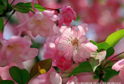 吃瓜网小鱼海棠,揭秘吃瓜网上的神秘魅力