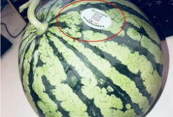 南充网红吃瓜,揭秘当地美食背后的故事