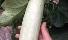 网红吃瓜的日子,揭秘娱乐圈幕后风云